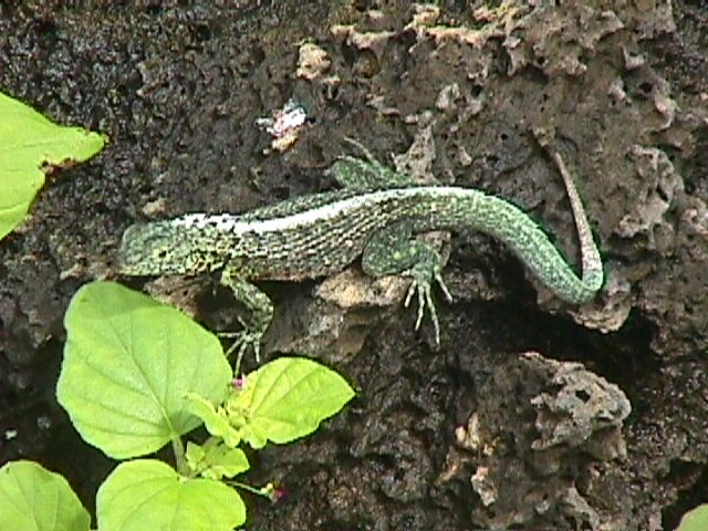 Little Green Lizard